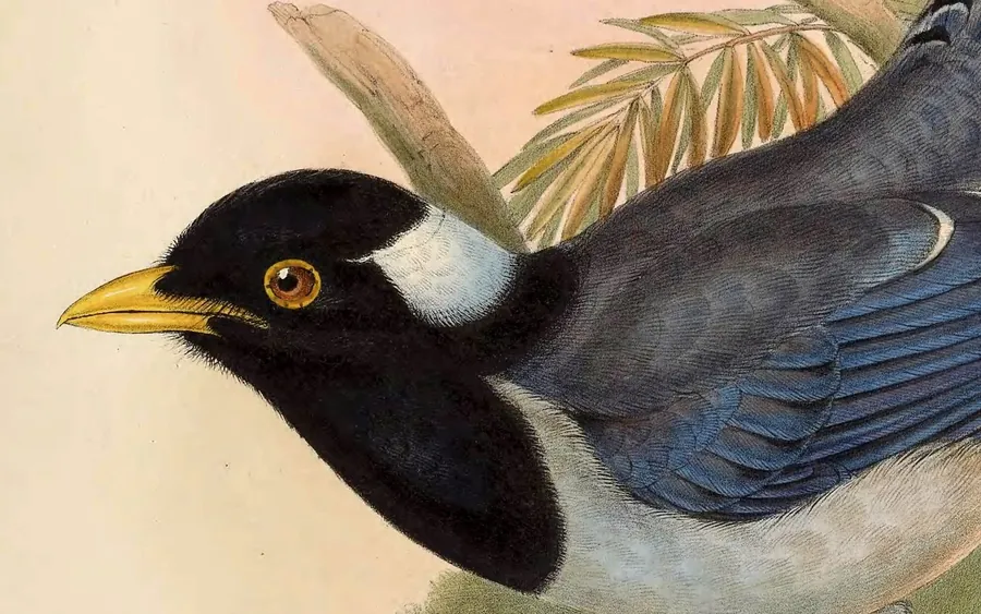 Birds from John Gould's Birds of Asia.