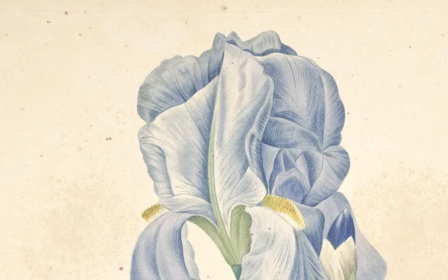 Flowers painted by Pierre-Joseph Redouté.