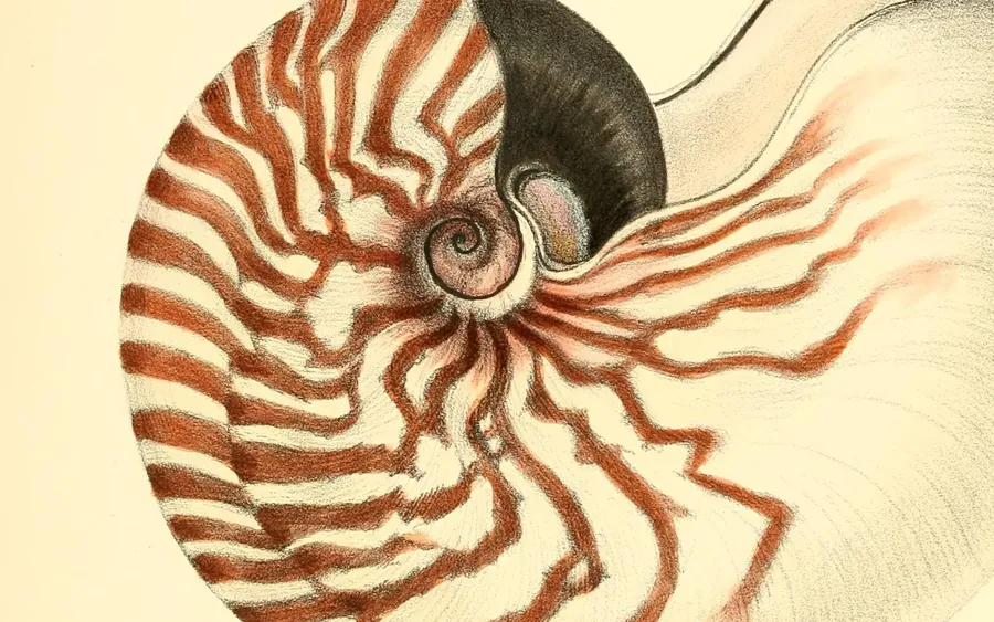 Shells from Conchologia Iconica, drawn on stone by G. B. Sowerby II.